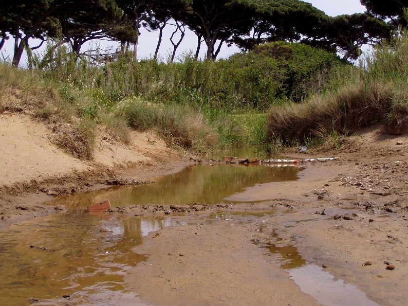 I fossi e lo stagno di Baratti (Piombino - LI)